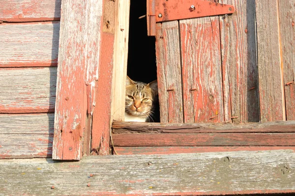 一只胖胖的谷仓猫坐在一个被风吹日晒的木制立面环绕的洞口里的近照 — 图库照片