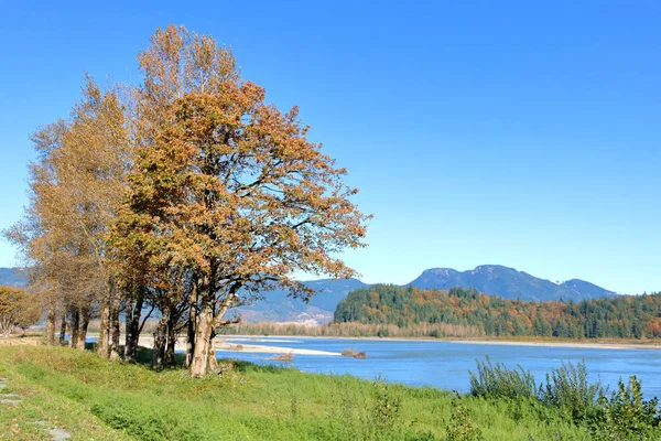 Small Cluster Trees Were Planted Help Prevent Soil Riverbank Erosion — Stock Photo, Image