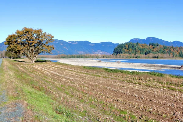 在加拿大西海岸不列颠哥伦比亚省 经过漫长而干燥的夏天后 开阔的河流景观和暴露在弗雷泽河上的沙子和淤泥 — 图库照片