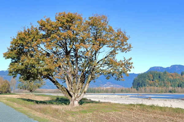 Bred Utsikt Över Mogen Alm Som Står Bredvid Bred Grund — Stockfoto