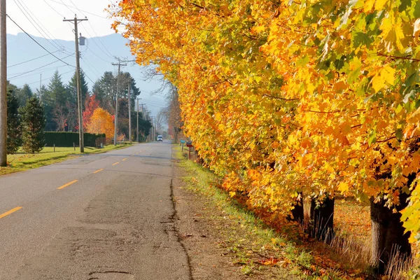一条笔直而狭窄的乡间小路和蜿蜒曲折的落叶点缀在路上 — 图库照片