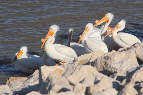 Vista Perfil Pelícanos Adultos Salvajes Parados Costa Rocosa Tomando Sol — Foto de Stock