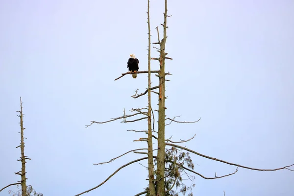 Amplia Vista Águila Calva Americana Posada Miembro Bosque Muerto — Foto de Stock