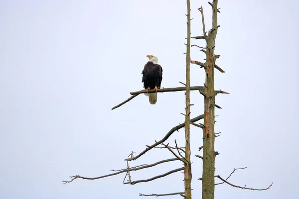 Vista Frontal Media Águila Calva Americana Posada Sobre Árbol Muerto — Foto de Stock