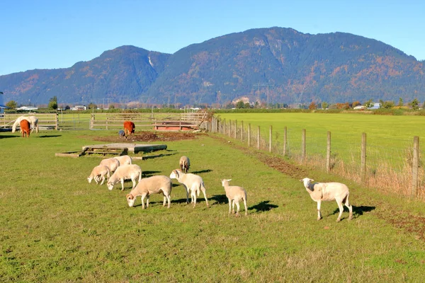 Breed Uitzicht Zonnig Grasland Een Kudde Schapen Die Genieten Van — Stockfoto