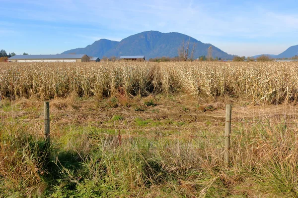 Wide View Cornfield Supply Livestock Feed Farm Animals Winter Months — Stock Photo, Image