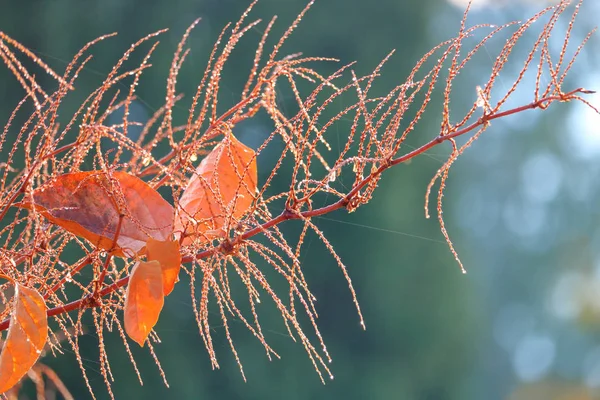 Vista Vicino Una Pianta Foglia Rossa Che Cresce Allo Stato — Foto Stock