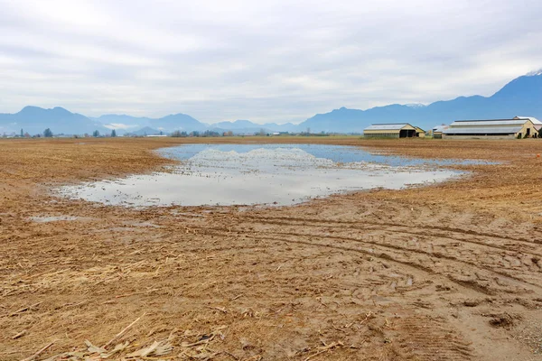 Wide View Standing Water Large Pools Covering Farm Land Heavy — Stok fotoğraf