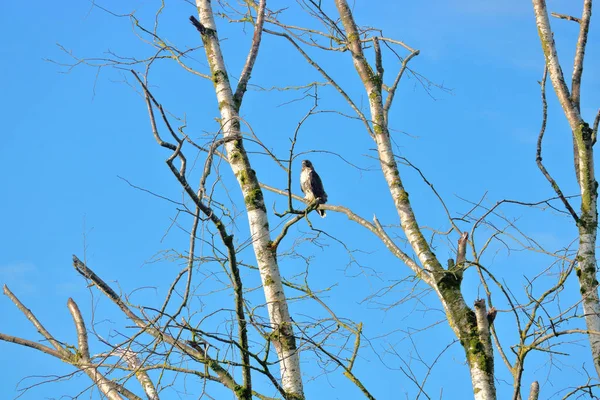 冬天的暴露和野生动物就像猎鹰栖息在白桦树的光秃秃的枝头上 使猎物完全看得见它 — 图库照片