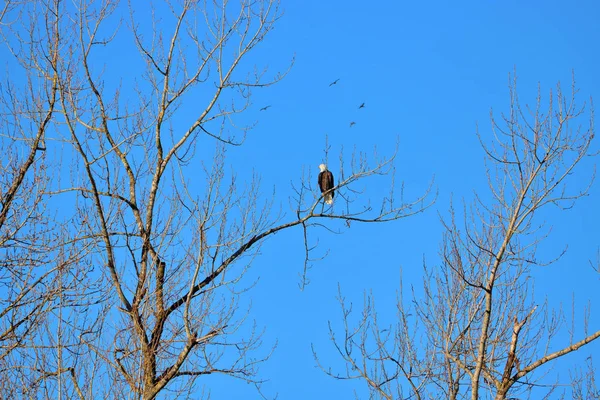 Amplia Vista Águila Vigilando Cerca Los Mirlos Que Vuelan Fondo — Foto de Stock