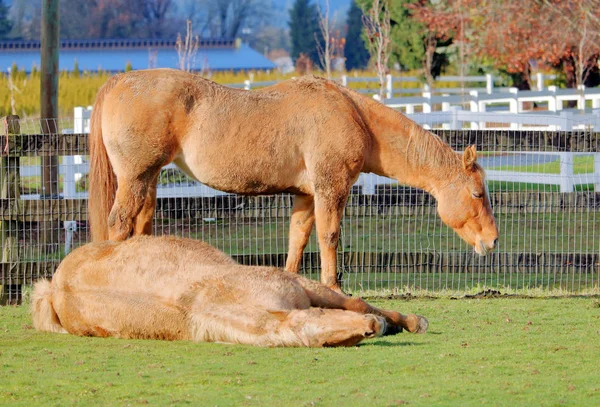 Leniwy Słoneczny Dzień Dwa Domowe Konie Odnajdujące Swój Indywidualny Sposób — Zdjęcie stockowe