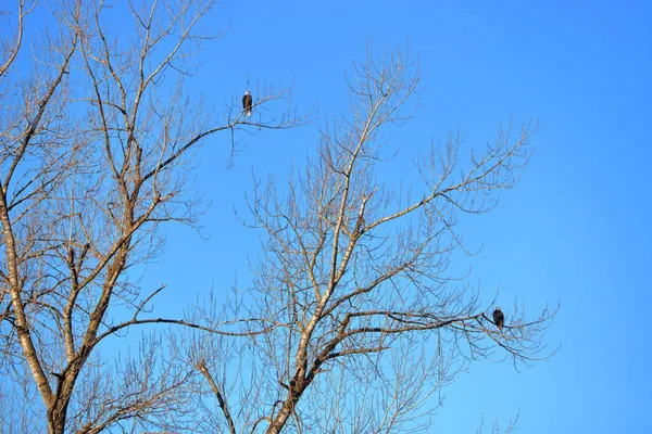 Two American Bald Eagles Male Top Branch Female Perched Lower — ストック写真