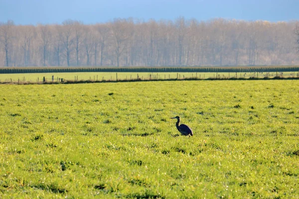 Wide View Single Blue Heron Silhouetted Grassland She Hunts Insects — Stock Photo, Image