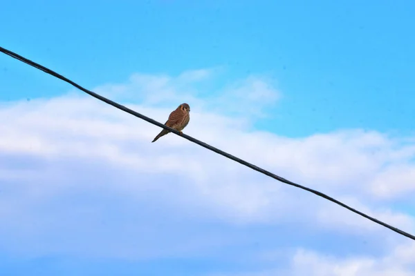 American Kestrel Stands Perched Hydro Wire Keeping Its Eye Out — Stock Photo, Image