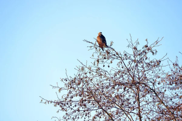 一只猎鹰栖息在一棵光秃秃的树上 右翼受了伤 微微挂在树上 视野开阔 — 图库照片