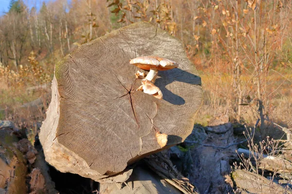Natureza Incrível Adaptação Resiliente Como Cogumelo Encontrado Crescendo Final Log — Fotografia de Stock