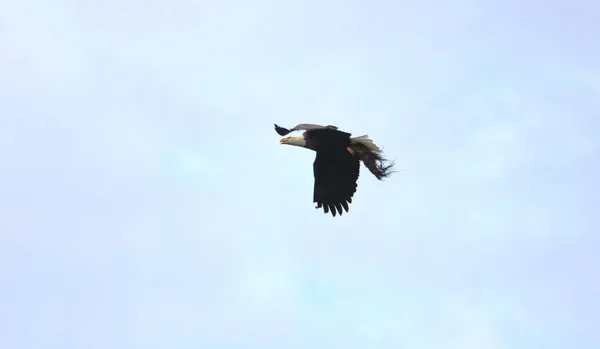 Low Angle View American Bald Eagle Flight River Reeds She — Stock Photo, Image
