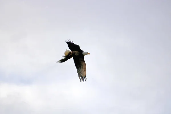 Niski Kąt Widzenia American Bald Eagle Locie Trzciny Rzecznej Będzie — Zdjęcie stockowe