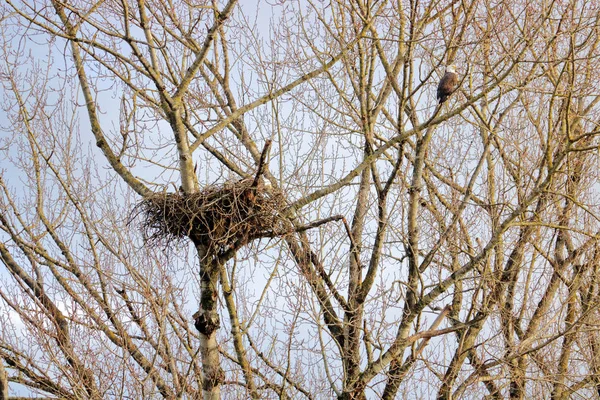 Pygargue Tête Blanche Mâle Est Perché Sur Une Branche Arbre — Photo