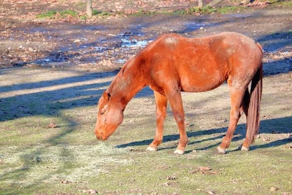 干し草の散乱の小さな上での不作為と無視された国内馬の給餌のプロフィールビュー — ストック写真