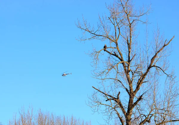 나뭇가지에 지나가는 헬리콥터를 대머리 독수리의 — 스톡 사진