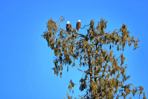 Una Águila Calva Hembra Encaramada Lado Izquierdo Observa Los Alrededores —  Fotos de Stock