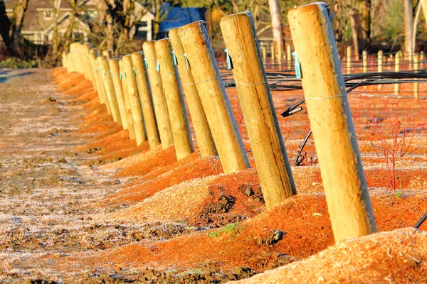 블루베리 식물을 재배하는 사용되는 지탱하는 사용되는 커다란 기둥들을 가까이 가까이 — 스톡 사진