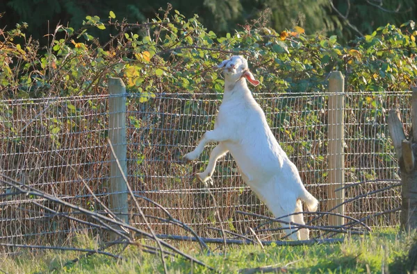 Una Cabra Doméstica Determinada Encontrado Una Manera Pastar Hojas Mora —  Fotos de Stock