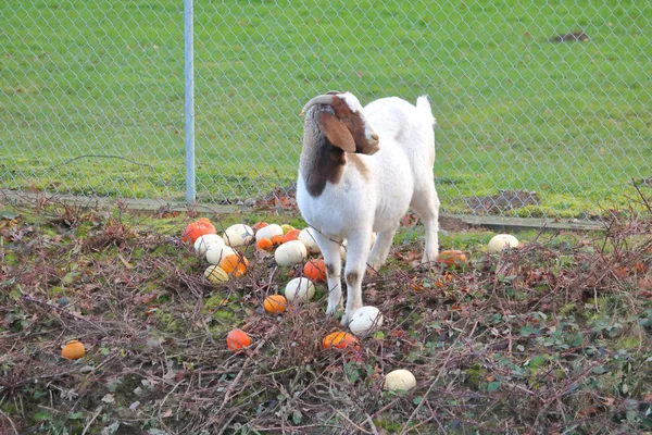 Vista Frontal Una Cabra Doméstica Rodeada Varios Alimentos Vegetales Que —  Fotos de Stock