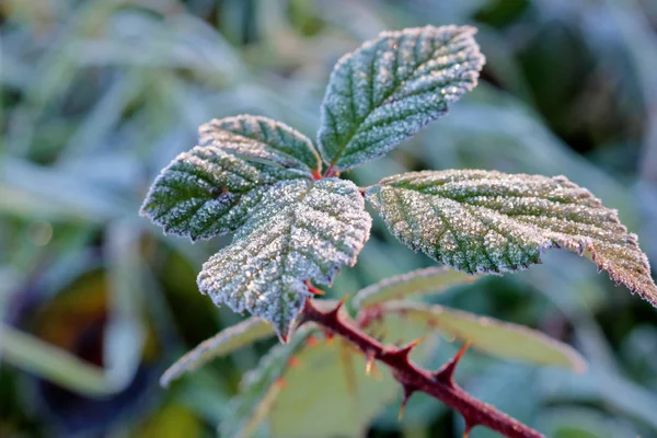 Close Detailed View Blackberry Leaves Coated Thin Layer Frost Morning — Stock Photo, Image