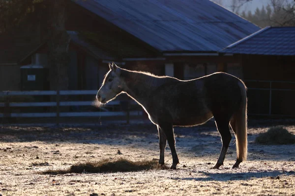 寒い冬の日に牧草地に立つ古い馬の特徴的な輪郭やシルエット — ストック写真