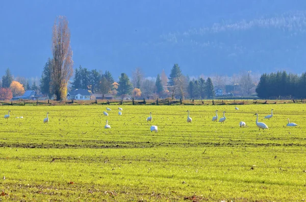 Bred Bild Flock Migrerande Vita Svanar Och Skador Orsakar När — Stockfoto