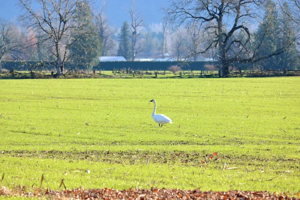 在一片茂密的绿色农业景观中 一只白天鹅站在广阔的轮廓上 — 图库照片