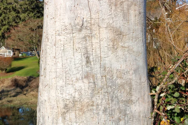 关于树干剥去树皮和在木头上编织的错综复杂的昆虫标记的详细的近景 — 图库照片