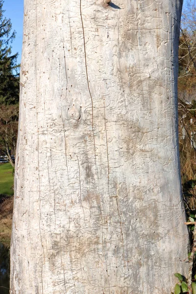 关于树干剥去树皮和在木头上编织的错综复杂的昆虫标记的详细的近景 — 图库照片