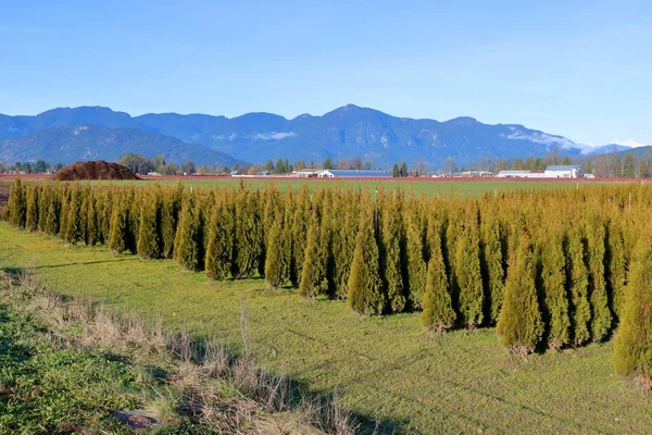 A commercial and wholesale tree farm grows cedar trees for residential and commercial landscaping purposes.