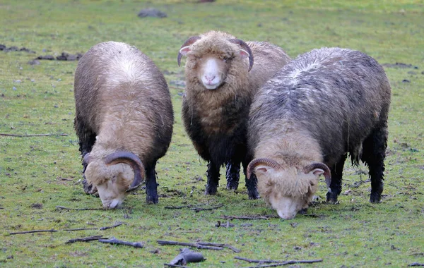 冬の間にめまぐるしく刈り込まれた草の上の3つの不浄な汚れた羊の放牧の詳細ビュー — ストック写真