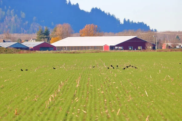 Bred Utsikt Över Vilda Blackbirds Som Födosöker Jordbruksgräsmark Som Nyligen — Stockfoto