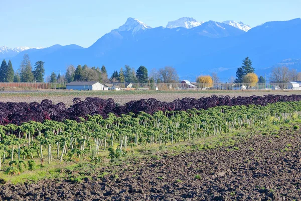 Ampla Vista Paisagem Uma Fazenda Rural Renda Derivada Cultivo Produtos — Fotografia de Stock