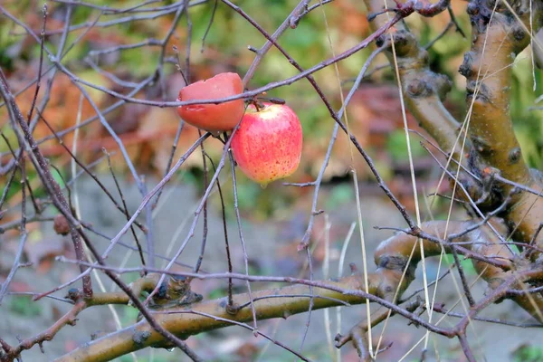 Портрет Зимнего Яблока Висящего Ветвях Холодное Время Года — стоковое фото
