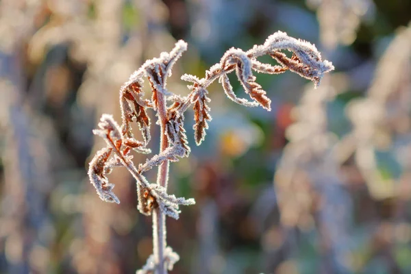 Bliski Szczegółowy Widok Ciężkiego Mrozu Zasłoniętego Gałęzi Jeżyny Sezonie Zimowym — Zdjęcie stockowe