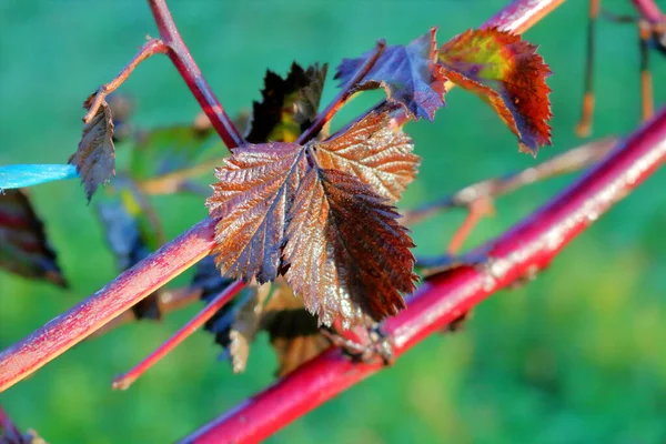 在冬季的几个月里 对黑莓茎和叶子的近距离 详细的观察 — 图库照片