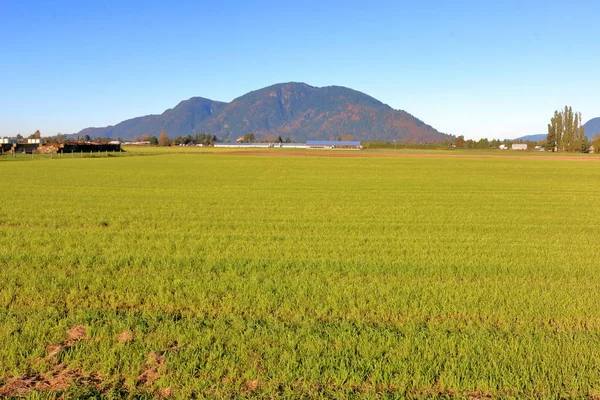 Verano Los Pastizales Están Madurando Valle Condiciones Climáticas Ideales —  Fotos de Stock