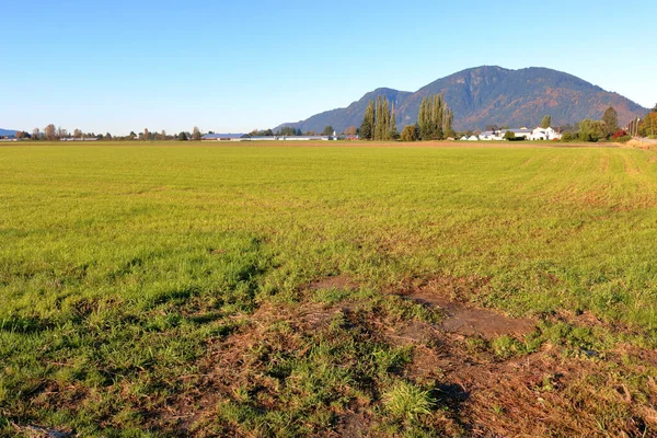 Low Angle View Newly Seeded Grassland Crop Grown Multiple Times — Stock Photo, Image