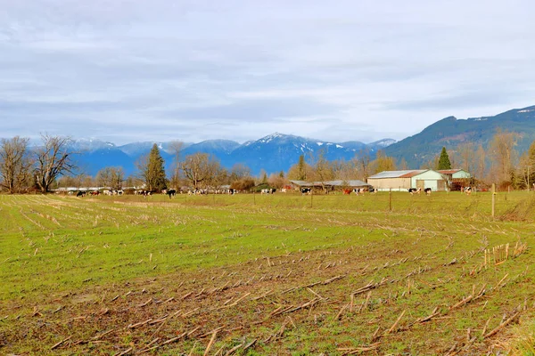 Vue Générale Des Pâturages Des Bâtiments Pendant Les Mois Hiver — Photo