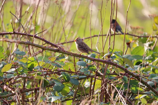 Vue Générale Bruant Anglais Commun Qui Trouve Une Protection Dans — Photo