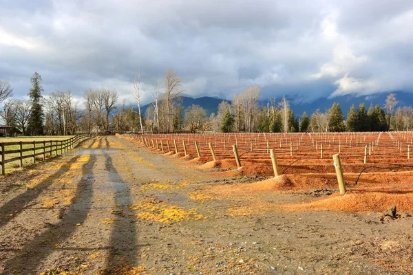 Long Shadows Heavy Rain Clouds Accompany Newly Planted Blueberry Field — Stock Photo, Image