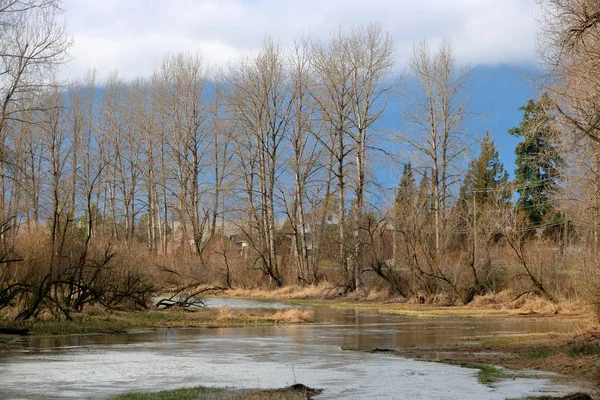 Wide View Swollen Creek Bare Plants Surrounding Winding Stream Winter — 스톡 사진