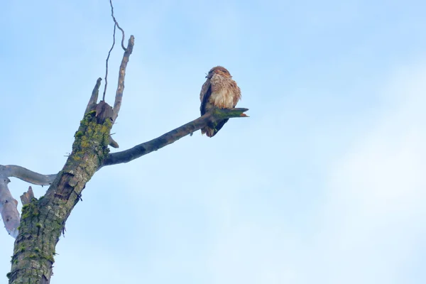 Nízký Úhel Pohledu Dospělého Merlina Falcona Stojícího Holé Větvi Stromu — Stock fotografie