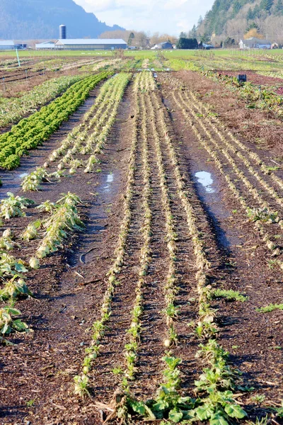 未販売の野菜が春のマーケティングのための土壌を豊かにするのに役立つ冬の数ヶ月の間に大きな庭の農場の垂直ビュー — ストック写真